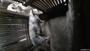 vând porci  - imagine 5