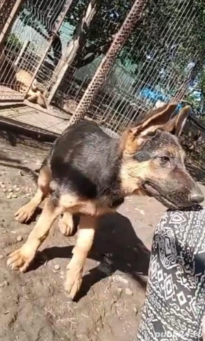 Pui caine lup  - imagine 5