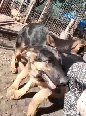 Pui caine lup  - imagine 4