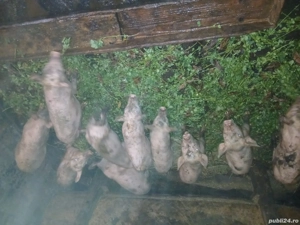 vand purcei de 10 saptamani  - imagine 2 vand purcei de 10 saptamani  - imagine 2