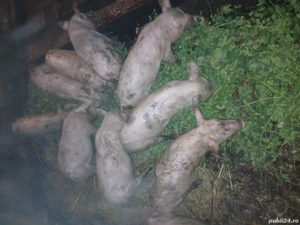 vand purcei de 10 saptamani  - imagine 3 vand purcei de 10 saptamani  - imagine 3