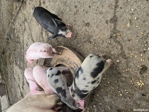 purcei de vânzare  - imagine 3