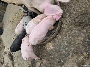 purcei de vânzare  - imagine 2