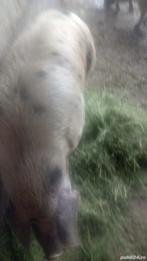 Porci de vânzare pentru sacrificare - imagine 4