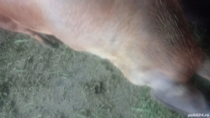 Porci de vânzare pentru sacrificare