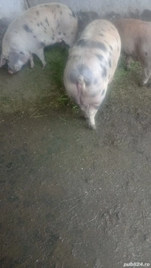 Porci de vânzare pentru sacrificare - imagine 3