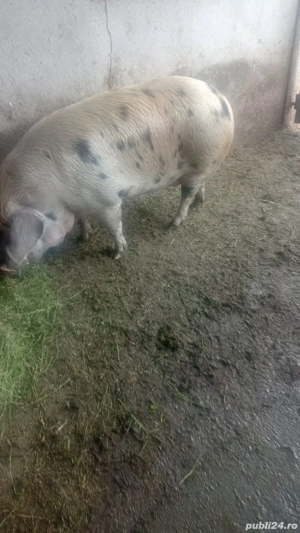 Porci de vânzare pentru sacrificare - imagine 2