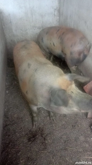 Porci de vânzare pentru sacrificare