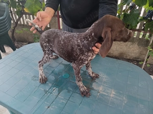 Vand brac german - imagine 3