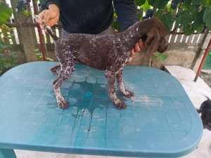 Vand brac german - imagine 4