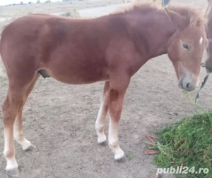 Vând Manz semi greu - imagine 2