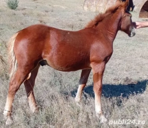 Vând Manz semi greu