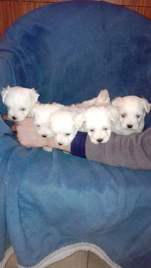  Vând   Căței Bichon Maltez cu pedigree și garanție   Canisă autorizată România - imagine 3