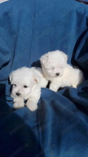 Căței Bichon   rasa pură, deparazitați și pregătiți pentru noua familie