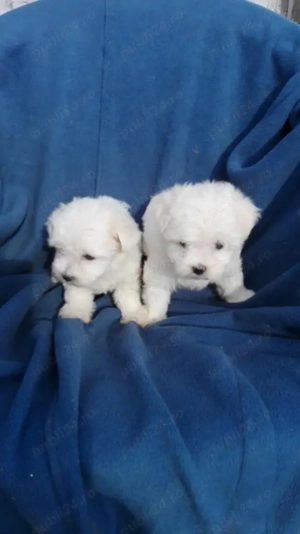 Vând   Căței Bichon Maltez  cu pedigree și garanție   Canisă autorizată România
