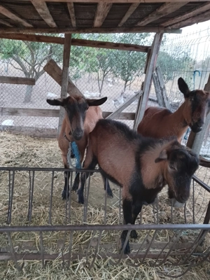 De vânzare căprițe gestante și purcei