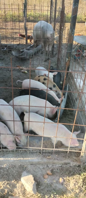 schimba domiciliul 7 saptamani satu mare gelu 350 negociabil - imagine 2