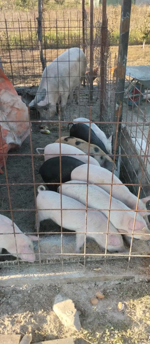 schimba domiciliul 7 saptamani satu mare gelu 350 negociabil