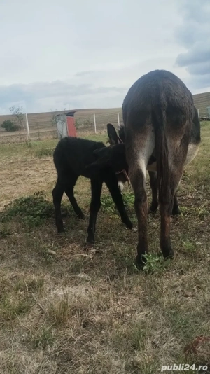 vand magarita fatata  - imagine 4