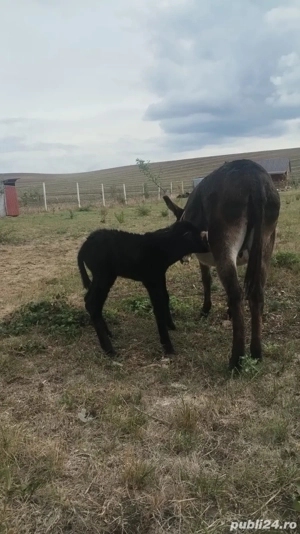 vand magarita fatata  - imagine 3