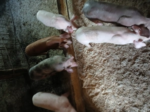 Vând purcei    - imagine 3