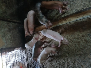 Vând purcei    - imagine 4