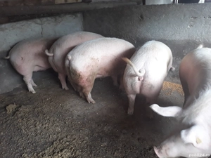 Porci de la100 in sus se poate si carcasa