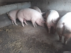 Porci de la100 in sus se poate si carcasa - imagine 4