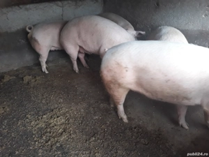 Porci de la100 in sus se poate si carcasa - imagine 3
