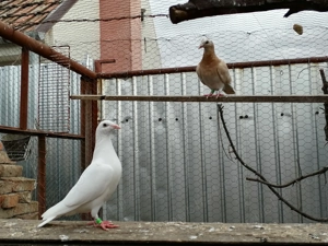 Porumbei de vânzare 