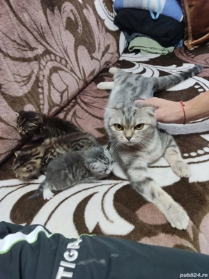 de vanzare - imagine 2 de vanzare - imagine 2