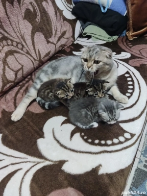 de vanzare - imagine 5 de vanzare - imagine 5