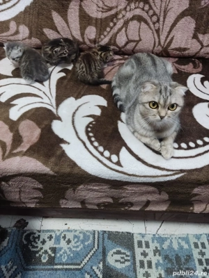 de vanzare - imagine 3 de vanzare - imagine 3