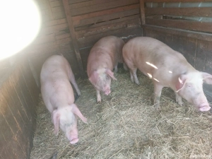 vand porci  - imagine 3