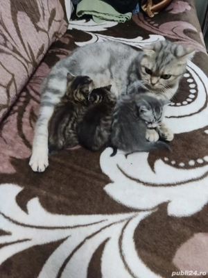 de vanzare - imagine 4 de vanzare - imagine 4