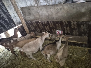 Vand capre si iede de anul acesta - imagine 3