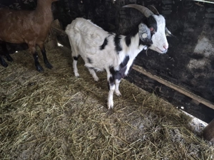 Vand capre si iede de anul acesta - imagine 4