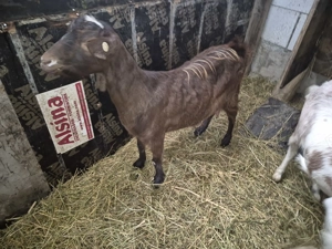 Vand capre si iede de anul acesta - imagine 2