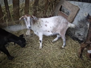 Vand capre si iede de anul acesta - imagine 5