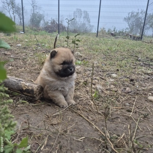 Chow Chow catei disponibili