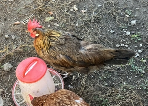 Vand puicuta gaina italiana - imagine 4