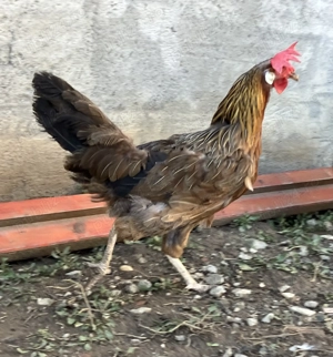 Vand puicuta gaina italiana - imagine 3