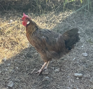 Vand puicuta gaina italiana - imagine 2