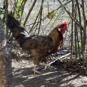 Vand puicuta gaina italiana cadou un cocosel