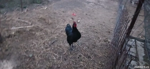 Cocosi Australorp originali - imagine 2