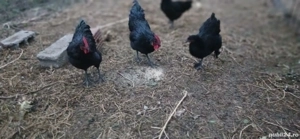 Cocosi Australorp originali - imagine 3