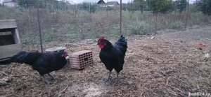 Cocosi Australorp originali - imagine 4
