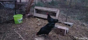Cocosi Australorp originali - imagine 5