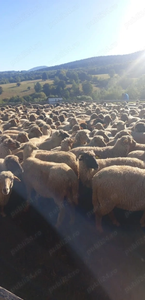 Oi tinere de vânzare