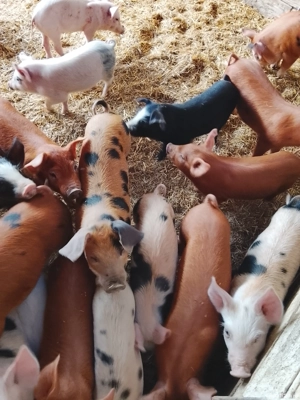 vand purcei - imagine 3 vand purcei - imagine 3